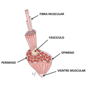 Células o Fibras